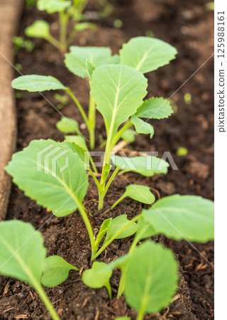 Close-up of young cabbage seedlings on fertile dark soil in spring Close-up of young cabbage seedlings on fertile dark soil in spring 125988161