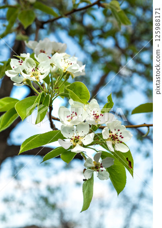Beautiful pear tree flowers on branch in spring. Close-up of white inflorescences of pear tree. Beautiful pear tree flowers on branch in spring. Close-up of white inflorescences of pear tree. 125988171