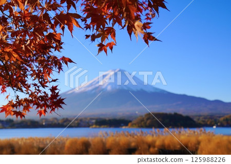秋季富士山,秋葉飄零,晴空萬裡 秋季富士山,秋葉飄零,晴空萬裡 125988226