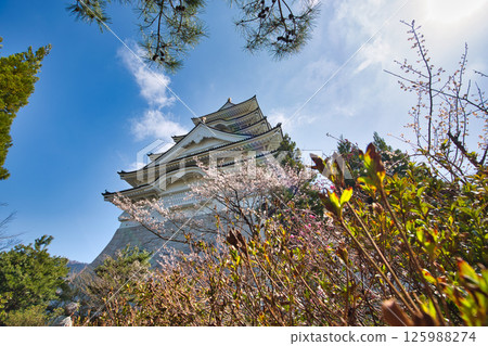 櫻花和勝山城 櫻花和勝山城 125988274