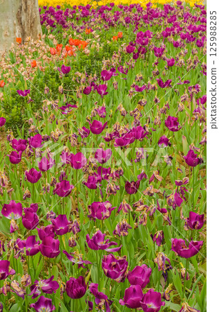 Vibrant purple tulips blooming in a lush garden with colorful flowers surrounding them. High quality photo 125988285