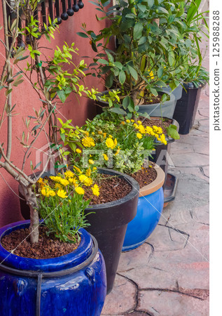 Potted plants featuring yellow flowers and greenery line a decorative stone pathway. High quality photo 125988288