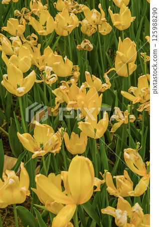 Bright yellow tulips are flourishing in a verdant garden setting enhancing the beauty. High quality photo 125988290