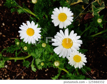 從上方看的北極白花 從上方看的北極白花 125988332