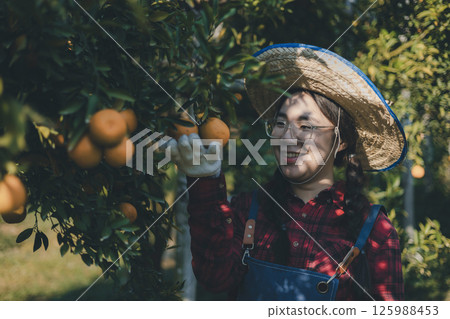 Gardener picking an orange with scissor in the oranges field garden. 125988453