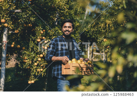 Gardener picking an orange with scissor in the oranges field garden. 125988463