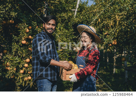Gardener picking an orange with scissor in the oranges field garden. 125988464