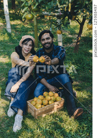 Gardener picking an orange with scissor in the oranges field garden. 125988497