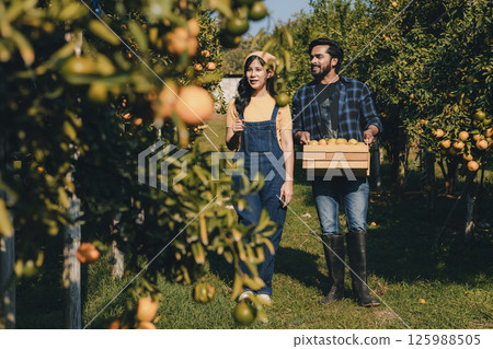 Gardener picking an orange with scissor in the oranges field garden. 125988505