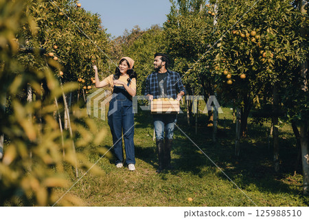 Gardener picking an orange with scissor in the oranges field garden. 125988510