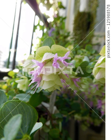 Oregano Kent Beauty Flower 125988578