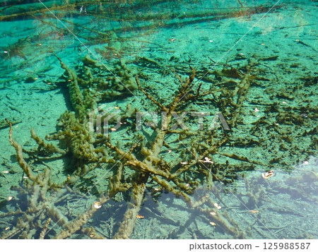 九寨溝的海水清澈湛藍 125988587