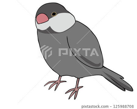 Colorful Java Sparrow 125988708