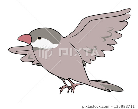 Colorful Java Sparrow Cinnamon Flying 125988711