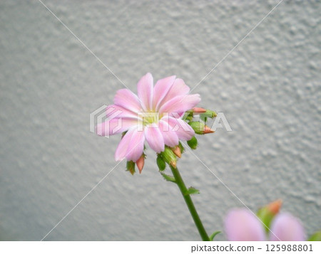 pale pink flowers of Lewisia pale pink flowers of Lewisia 125988801