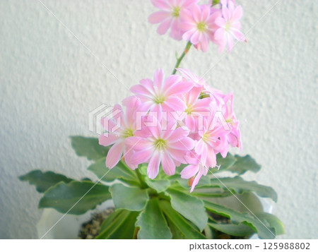 pale pink flowers of Lewisia 125988802