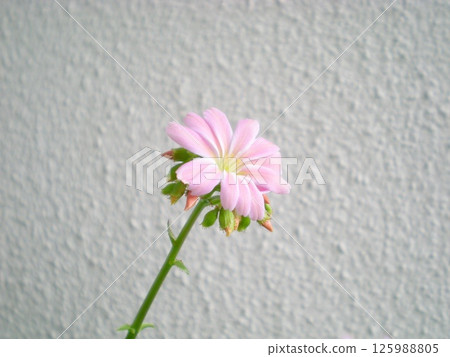 pale pink flowers of Lewisia 125988805