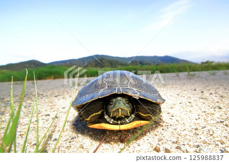 烏龜縮進殼裡 125988837