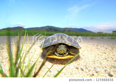 烏龜縮進殼裡 烏龜縮進殼裡 125988838