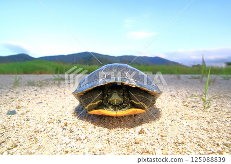 烏龜縮進殼裡 125988839