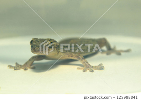 據說壁虎能帶來好運 125988841