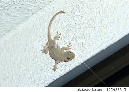 A gecko appears on the exterior wall at night A gecko appears on the exterior wall at night 125988845