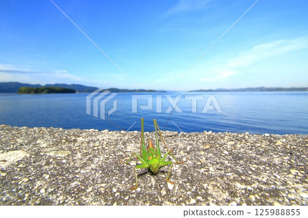 大海與蚱蜢 125988855