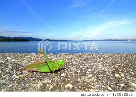The sea and the grasshopper The sea and the grasshopper 125988856