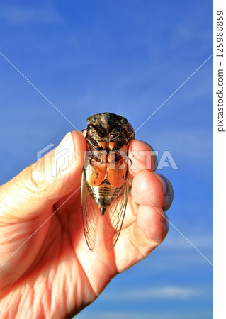 大熊蟬 125988859
