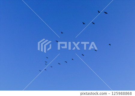 鸕鶿V字符飛行 鸕鶿V字符飛行 125988868