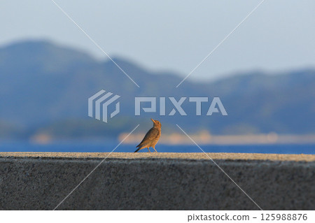 Rock Thrush looking up 125988876