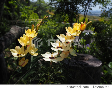 Ixia's Flower Ixia's Flower 125988938