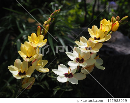 Ixia's Flower Ixia's Flower 125988939