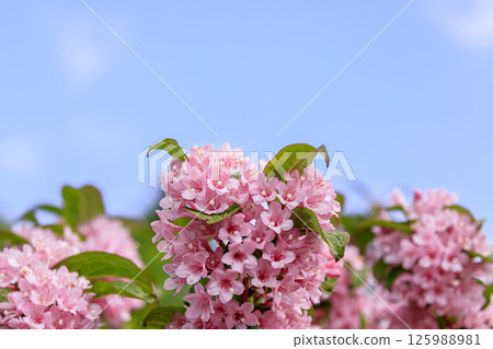 北海道由仁町：五月，美麗的粉紅色溲疏花盛開 125988981