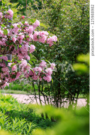 Yuni Town, Hokkaido: The pretty pink flowers of Deutzia rapa bloom in May 125988982