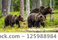 A mother and three cubs of a brown bear are in the forest 125988984