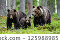 A mother and three cubs of a brown bear are in the forest 125988985