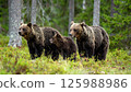 A mother and three cubs of a brown bear are in the forest 125988986