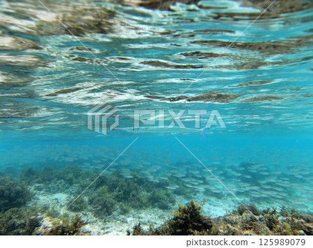 生活在亞熱帶水域的針魚 生活在亞熱帶水域的針魚 125989079