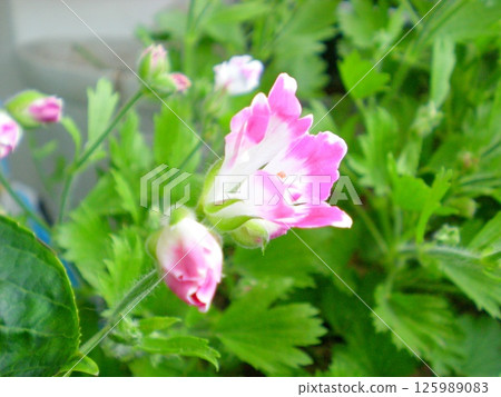 Pelargonium 125989083
