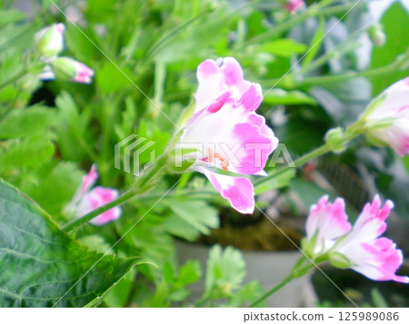 Pelargonium Pelargonium 125989086
