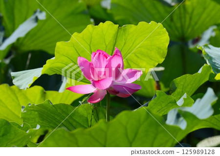 The best time to see lotus flowers is in the morning. The best time to see lotus flowers is in the morning. 125989128