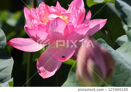 賞荷花的最佳時間是早晨。 125989180