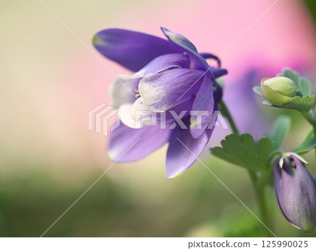 哥倫拜恩花特寫 125990025