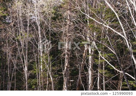 乘鞍高原的白樺林 125990093