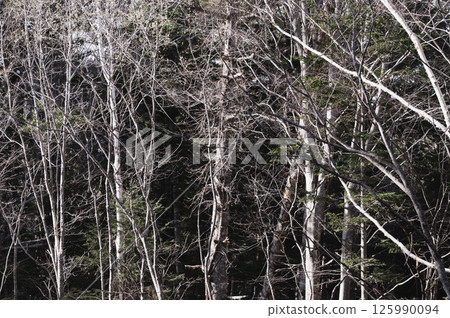 乘鞍高原的白樺林 125990094