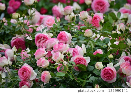 Various roses 125990141