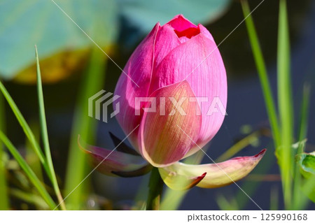 The lotus flowers will soon bloom The lotus flowers will soon bloom 125990168