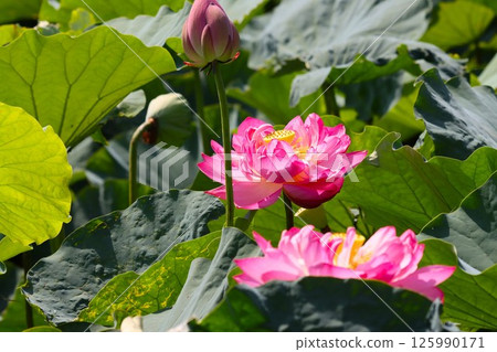 一朵大蓮花，裹著鮮豔的粉紅色 - 9 125990171