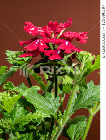 Vivid Red Verbena Blooms with Water Droplets on Petals 125990297